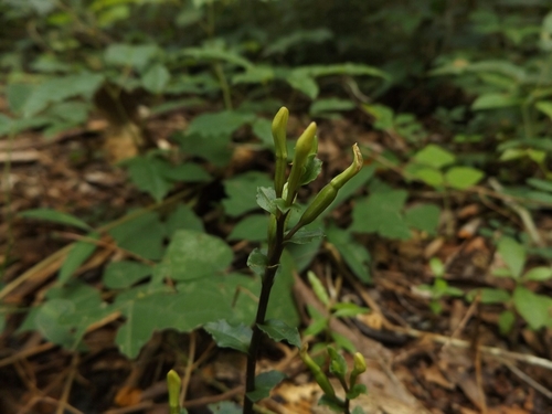 Image of Triphora yucatanensis by (c) Dante S. Figueroa, some rights reserved (CC BY-SA)