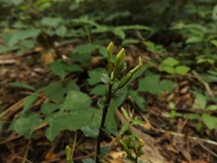 Triphora yucatanensis