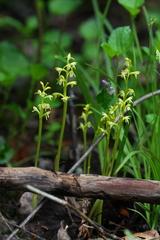 Northern Coralroot - Photo (c) Rob Routledge, some rights reserved (CC BY-NC), uploaded by Rob Routledge