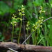 Northern Coralroot - Photo (c) Rob Routledge, some rights reserved (CC BY-NC)