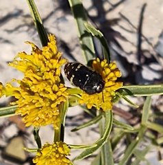 Acmaeodera flavopicta