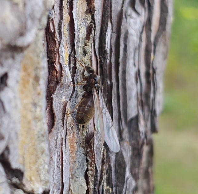 Lasius niger