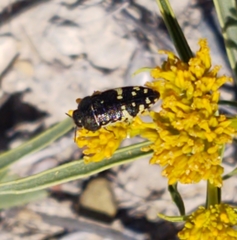 Acmaeodera flavopicta