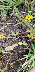 Zornia thymifolia