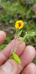 Zornia thymifolia