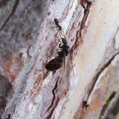 Lasius niger
