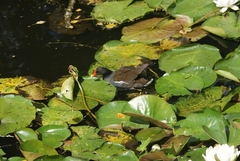 Gallinula chloropus