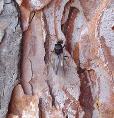 Lasius niger