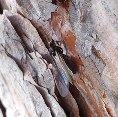 Lasius niger