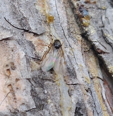 Lasius niger