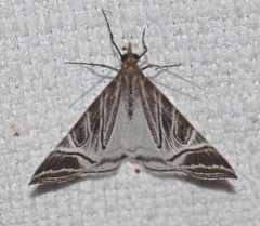 Phrataria replicataria