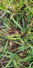 Zornia thymifolia