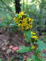 Solidago virgaurea taurica