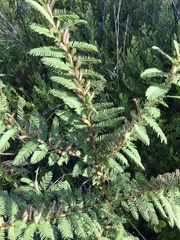 Chamaecrista nictitans aspera