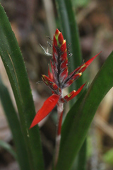 Aechmea tillandsioides
