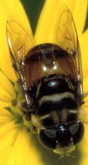 Phytomia