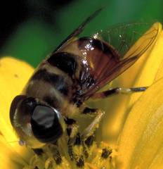 Phytomia