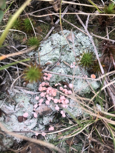 Pink Earth Lichen