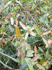 Croton glandulosus septentrionalis