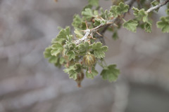 Ribes velutinum