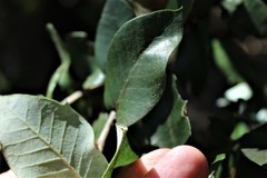 Notholithocarpus densiflorus