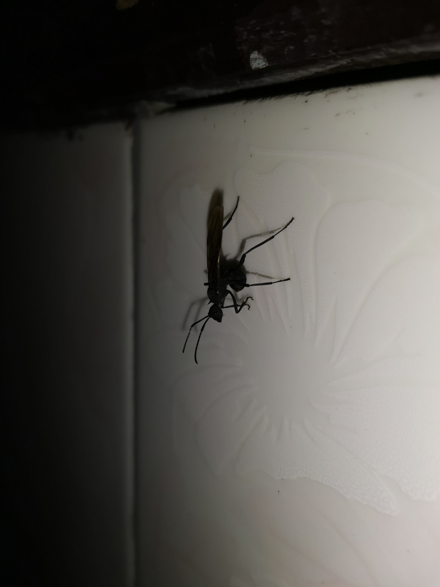 Polyrhachis armata