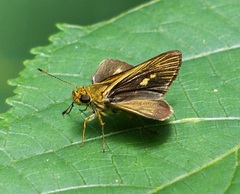 Parphorus decora
