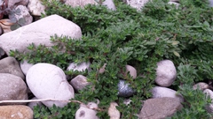 Thymus praecox britannicus