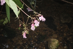 Impatiens glandulifera