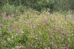 Impatiens glandulifera
