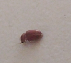 Stegobium