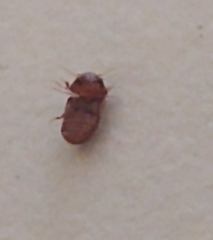 Stegobium