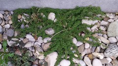 Thymus praecox britannicus