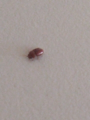 Stegobium