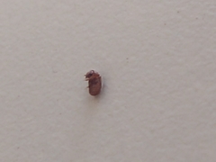 Stegobium