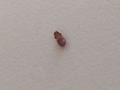 Stegobium