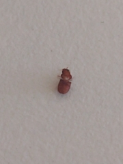 Stegobium