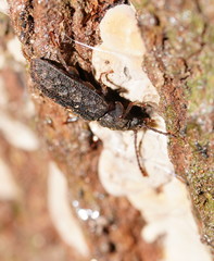 Ulodidae