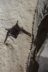 Peropteryx macrotis