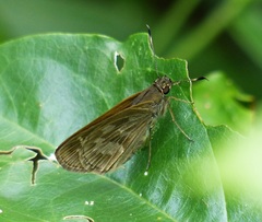 Cymaenes lepta