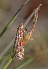 Acrobasis porphyrella