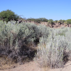 Ericameria nauseosa latisquamea