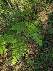 Pteridium tauricum