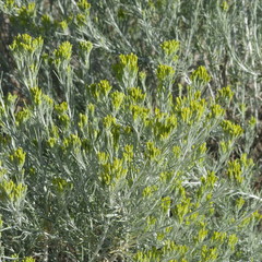 Ericameria nauseosa latisquamea