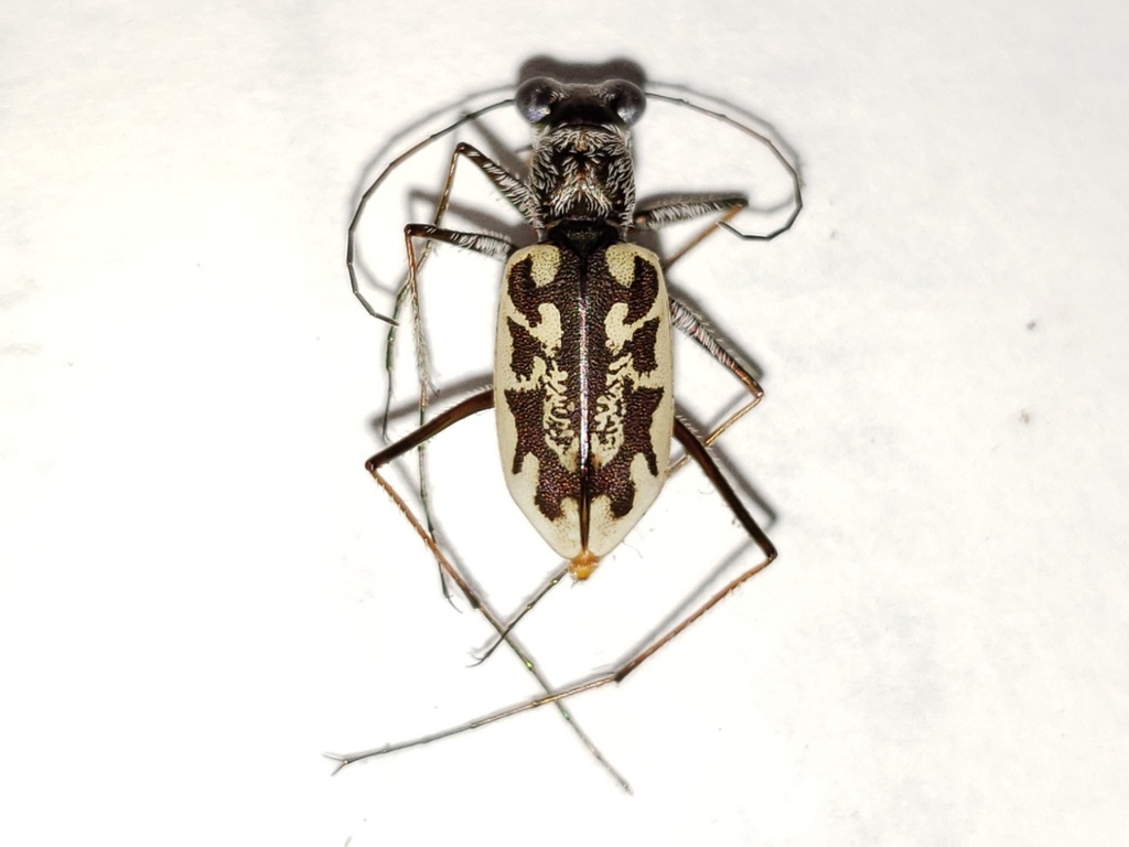 Coastal Tiger Beetle