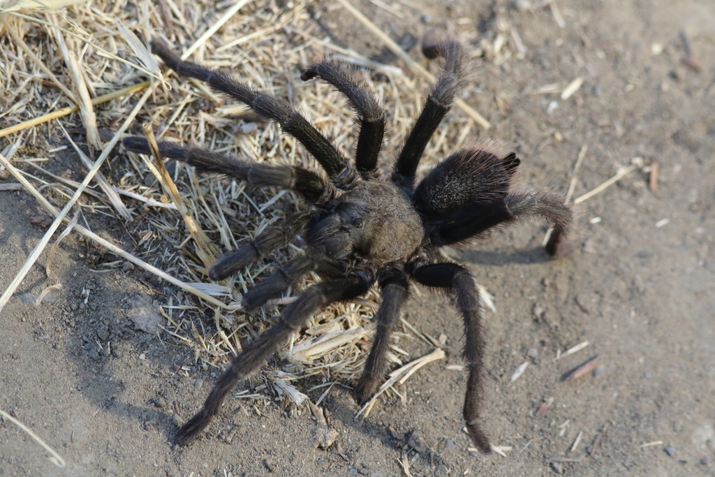 Desert Tarantula from Coyote Creek Trail, Morgan Hill on October 12 ...