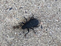 Polypleurus perforatus