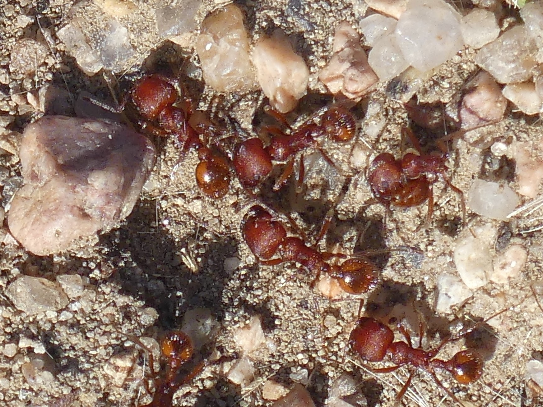 Pogonomyrmex occidentalis