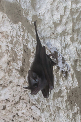 Peropteryx macrotis