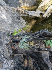 Seseli gummiferum